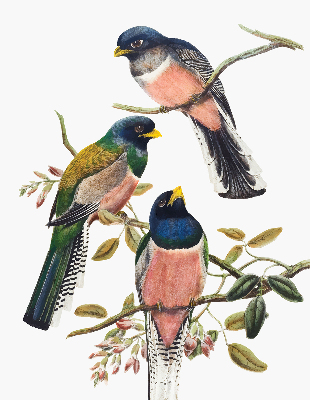 Roller blind for large window Birds on the branches