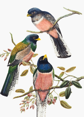 Roller blind for large window Birds on the branches