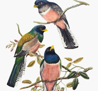 Roller blind for large window Birds on the branches
