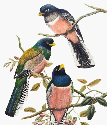 Roller blind for large window Birds on the branches