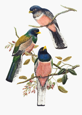 Roller blind for large window Birds on the branches