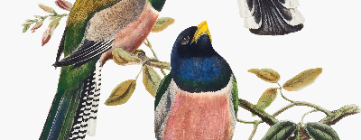 Roller blind for large window Birds on the branches