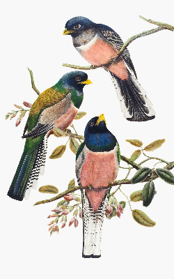 Roller blind for large window Birds on the branches