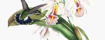 Fabric roller blind Birds on a flower