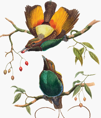 Modern roller blind Birds on a branch