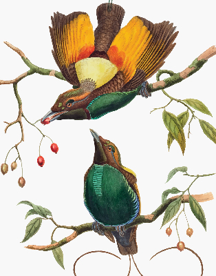 Modern roller blind Birds on a branch