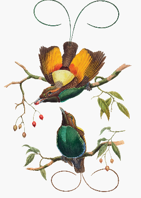 Modern roller blind Birds on a branch