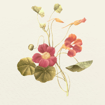 Modern roller blind Flower