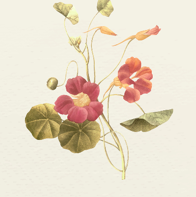 Modern roller blind Flower
