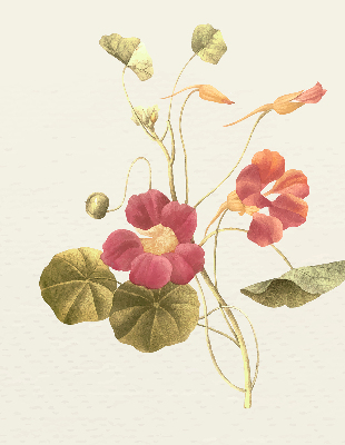 Modern roller blind Flower