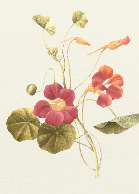 Modern roller blind Flower