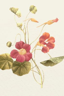 Modern roller blind Flower