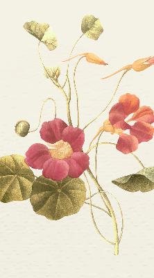 Modern roller blind Flower