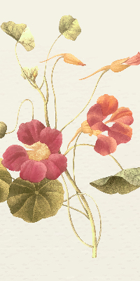 Modern roller blind Flower