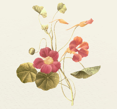 Modern roller blind Flower