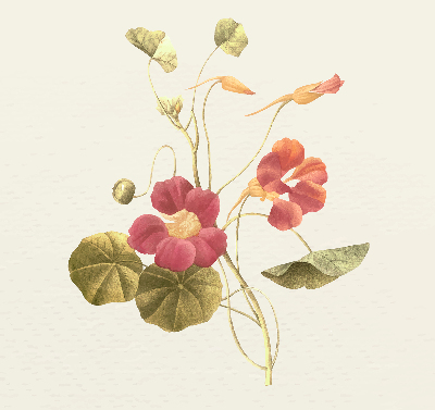 Modern roller blind Flower