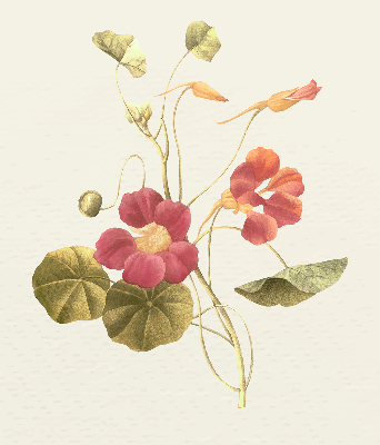 Modern roller blind Flower