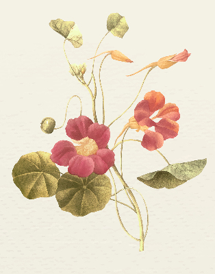 Modern roller blind Flower