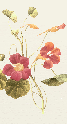 Modern roller blind Flower
