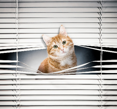 Roller blind for large window Ginger cat