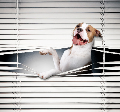 Fabric roller blind Dog
