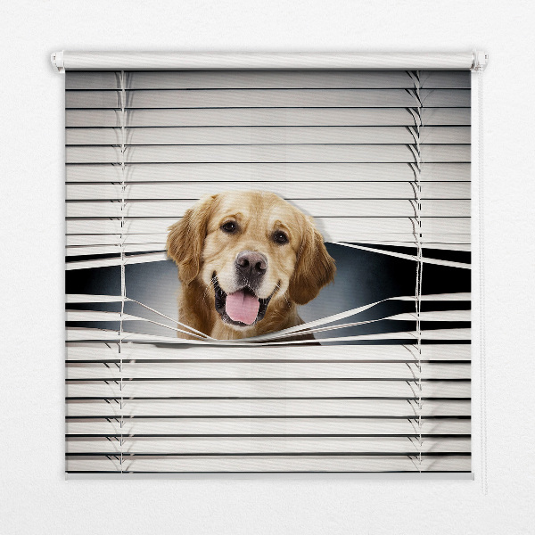 Modern roller blind Golden Dog