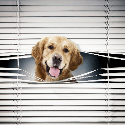 Modern roller blind Golden Dog