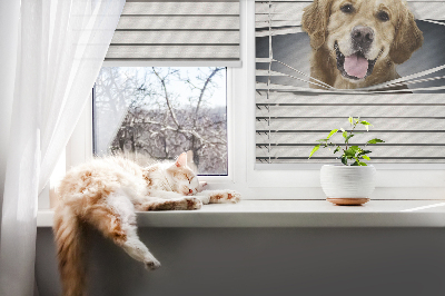 Modern roller blind Golden Dog