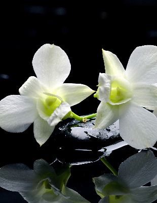Blackout roller blind for window Orchids and elegance