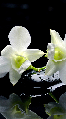 Blackout roller blind for window Orchids and elegance