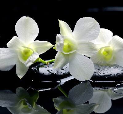Blackout roller blind for window Orchids and elegance