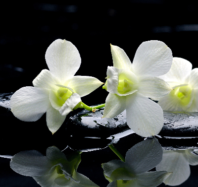 Blackout roller blind for window Orchids and elegance
