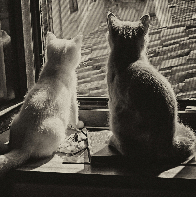 Blackout roller blind Cats in the window
