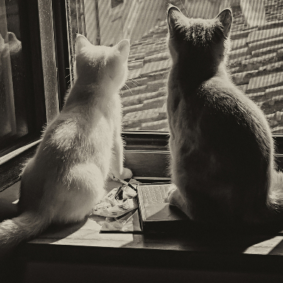 Blackout roller blind Cats in the window