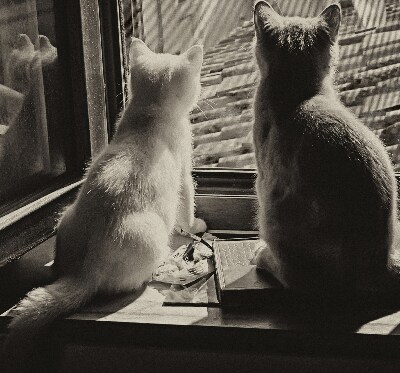 Blackout roller blind Cats in the window