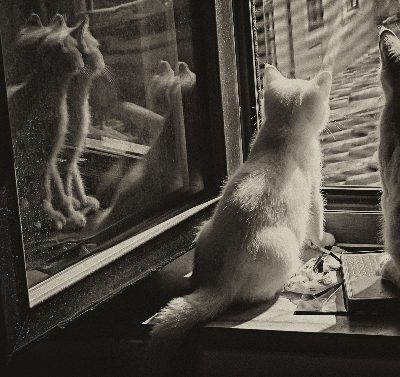 Blackout roller blind Cats in the window