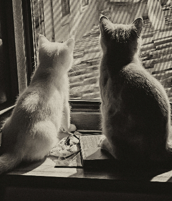 Blackout roller blind Cats in the window
