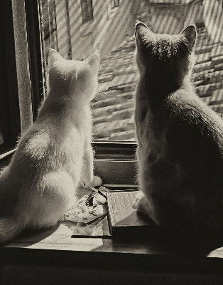 Blackout roller blind Cats in the window