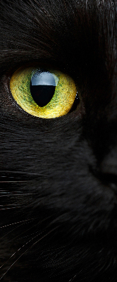 Blackout roller blind for window Cat eyes