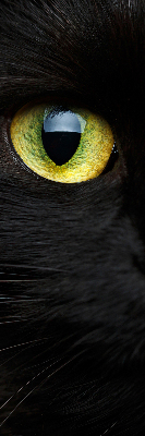 Blackout roller blind for window Cat eyes