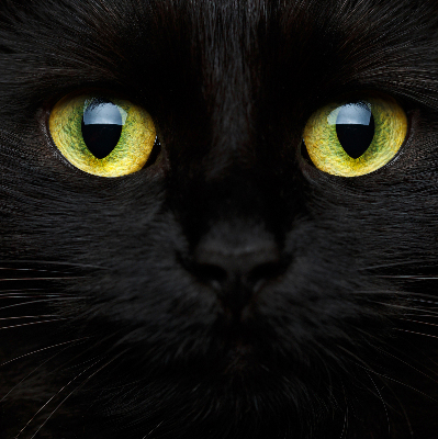 Blackout roller blind for window Cat eyes