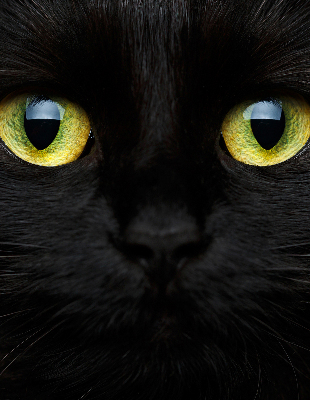 Blackout roller blind for window Cat eyes