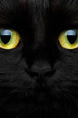Blackout roller blind for window Cat eyes