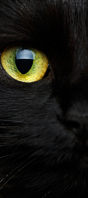 Blackout roller blind for window Cat eyes