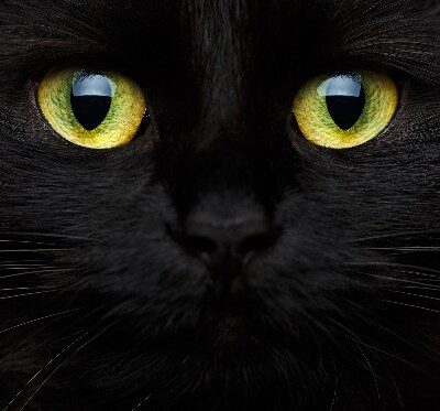 Blackout roller blind for window Cat eyes