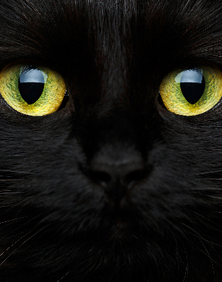Blackout roller blind for window Cat eyes