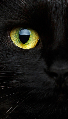 Blackout roller blind for window Cat eyes