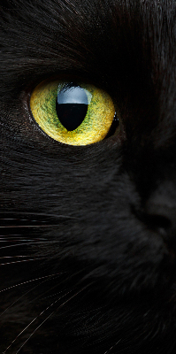 Blackout roller blind for window Cat eyes