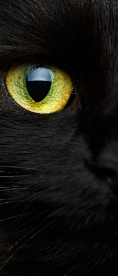 Blackout roller blind for window Cat eyes