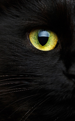 Blackout roller blind for window Cat eyes